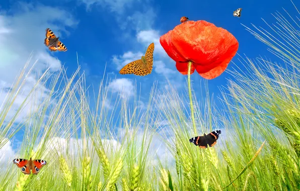 Summer, the sky, grass, clouds, flowers, nature, butterfly