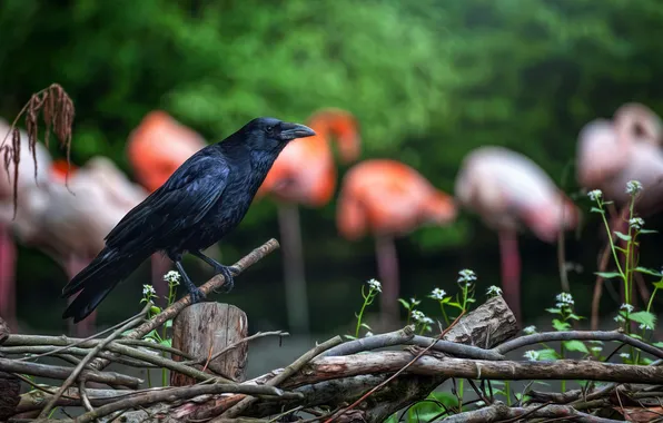 Bird, black, the fence, Raven
