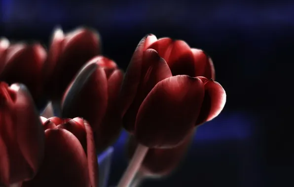 Macro, flowers, tulips