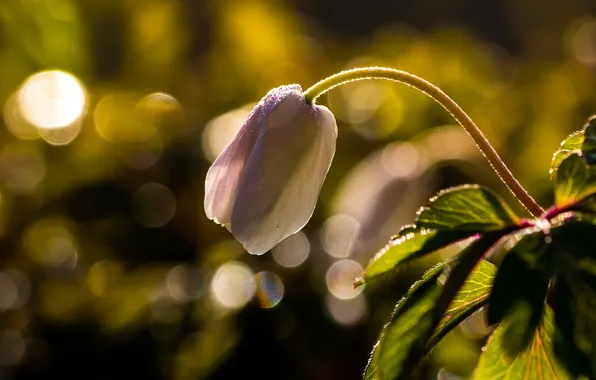 Macro, spring, bokeh, Anemone