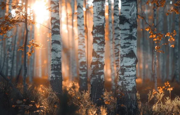 Autumn, forest, grass, the sun, rays, light, branches, fog