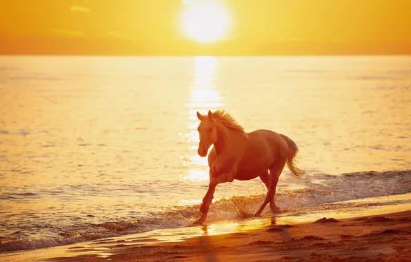 Sea, the sun, light, nature, horse, dawn, shore, horse