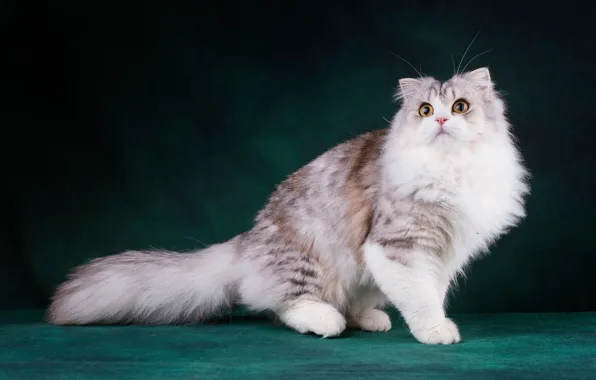 Cat, cat, look, face, pose, the dark background, paws, sitting