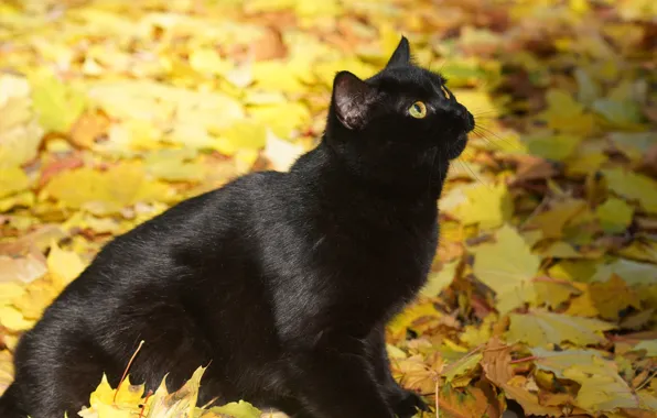 Autumn, cat, eyes, cat, look, face, nature, pose