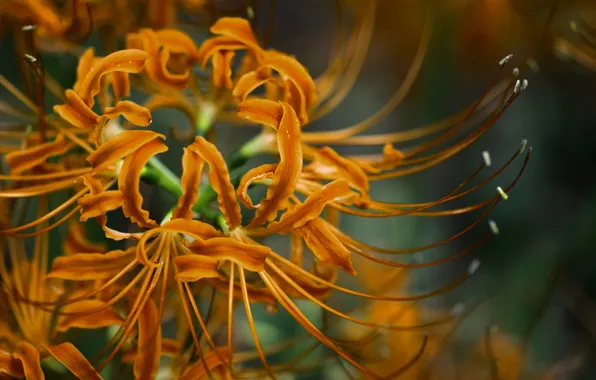 Flowers, Lily, he lost his parents,