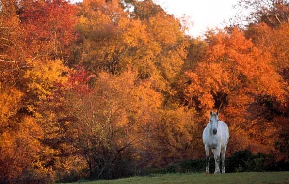 Autumn, forest, trees, glade, horse, white, lawn