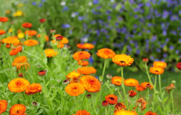 Picture nature, petals, garden, stem, meadow, flowerbed