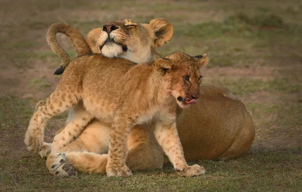 Lions, lioness, lion