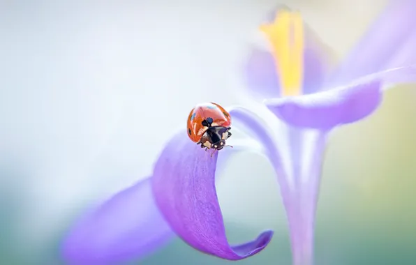 Macro, flowers, red, background, ladybug, beetle, blur, petals