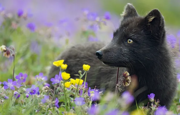 Grass, flowers, plants, black, Fox, Arctic Fox