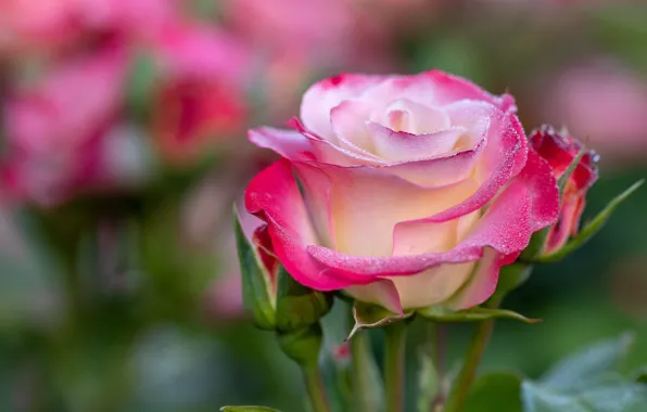 Picture flower, drops, nature, Rosa, rose, buds, flora