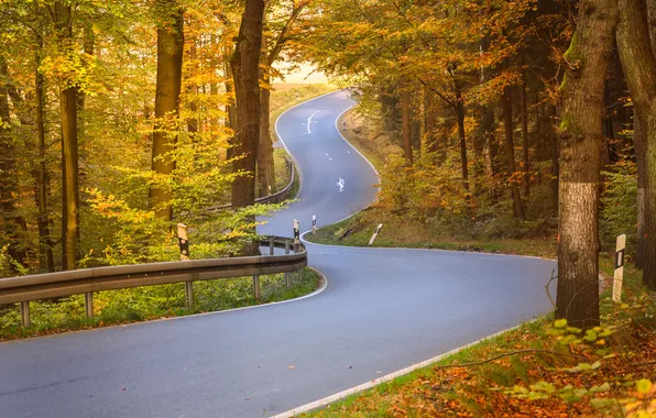 Road, autumn, forest, nature, Park