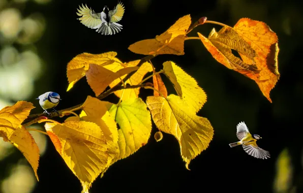 Autumn, leaves, birds, nature, branch, bokeh, Linden, Tits