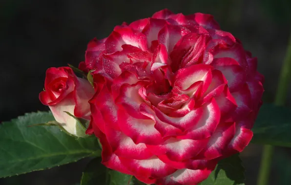Picture macro, rose, roses, petals, Bud