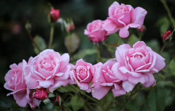 Macro, flowers, Bush, roses, garden, pink, buds