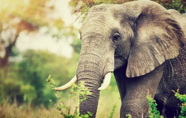 Look, face, nature, elephant, portrait