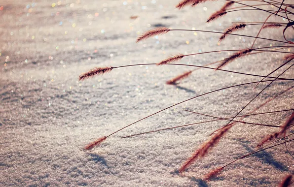 Winter, macro, snow