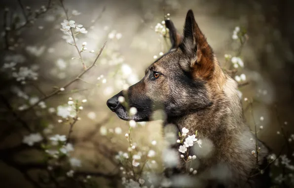 Look, face, flowers, branches, nature, portrait, dog, blur