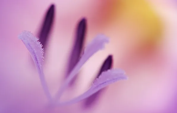 Lilac, velvet, lust