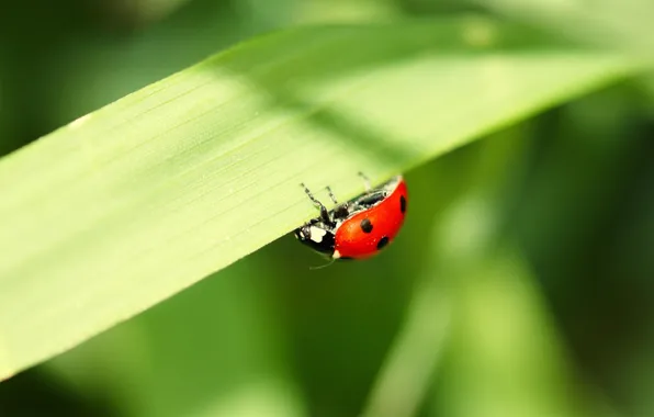 The sun, macro, light, photo, plant, ladybug, leaf