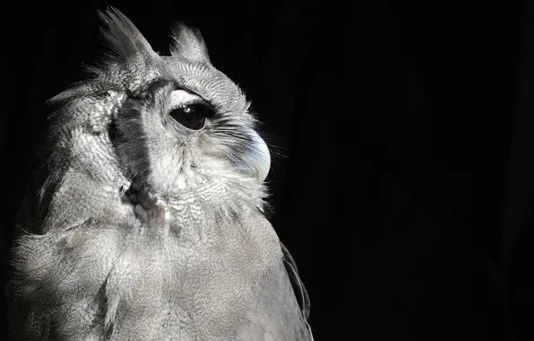 Picture bird, Owl, profile, black background
