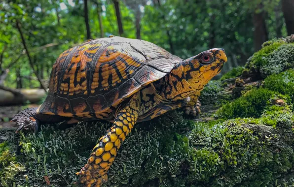 Greens, forest, nature, moss, turtle, yellow, bug, crawling