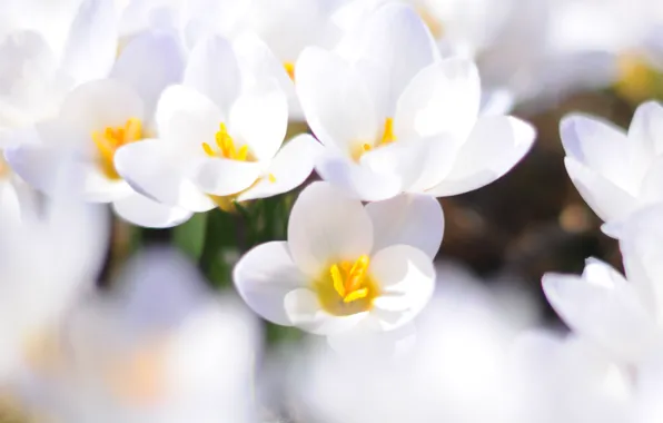 White, macro, flowers, spring, primrose, Crocuses