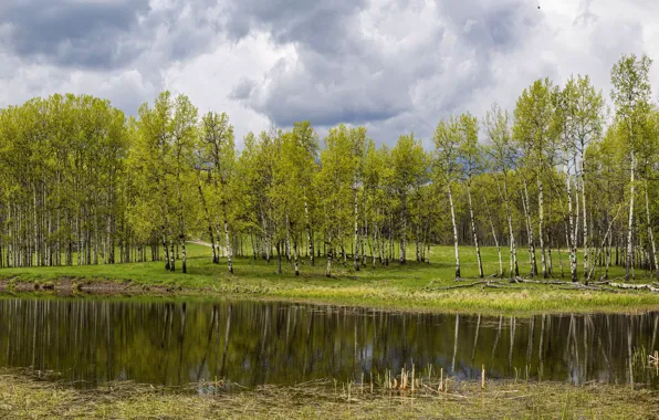 Forest, reflection, shore, spring, birch, pond, the forest, birch