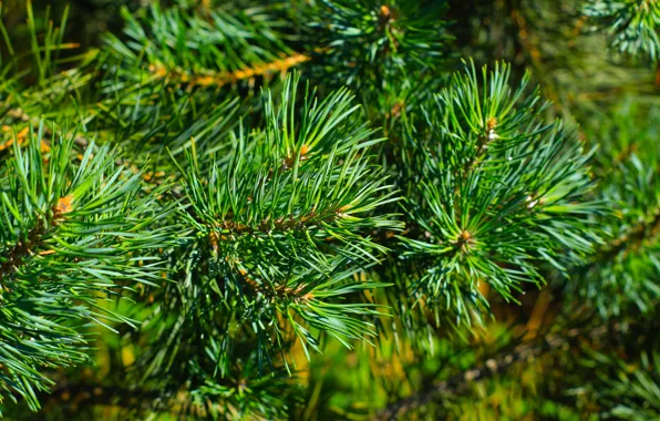 Green, park, pine, twig
