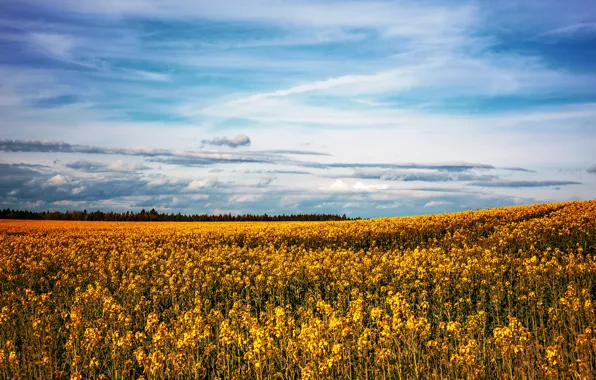 Field, the sky, flowers, rape, rapeseed field