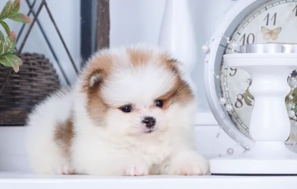 White, candles, puppy, Spitz