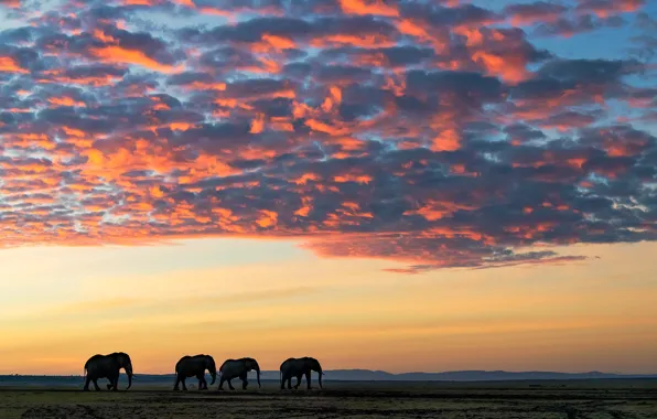 Clouds, Savannah, elephants, elephants, clouds, savannah, Jie Fischer