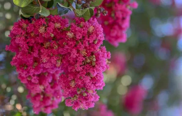 Picture nature, petals, inflorescence, Indian lilac, Lagerstroemia Indian