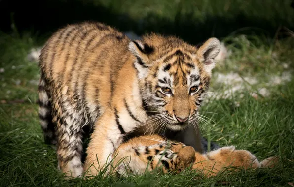 Pose, the game, tigers, the cubs, two