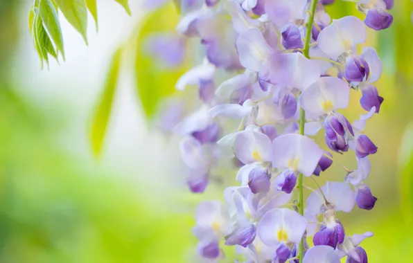 Macro, flowers, blur, branch, spring, flowering, lilac, bokeh