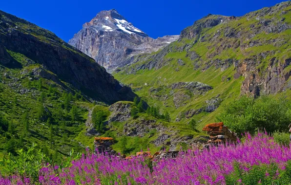 Picture the sky, flowers, mountains, Italy, Valle d'aosta