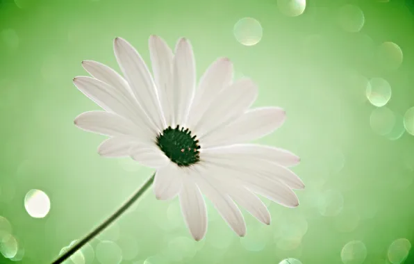 Light, nature, petals, stem, Blik