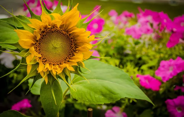 Summer, sunflowers, yellow