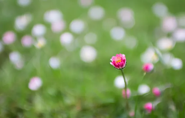 Field, grass, flowers, meadow