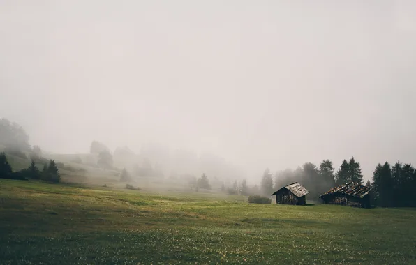 Nature, fog, home
