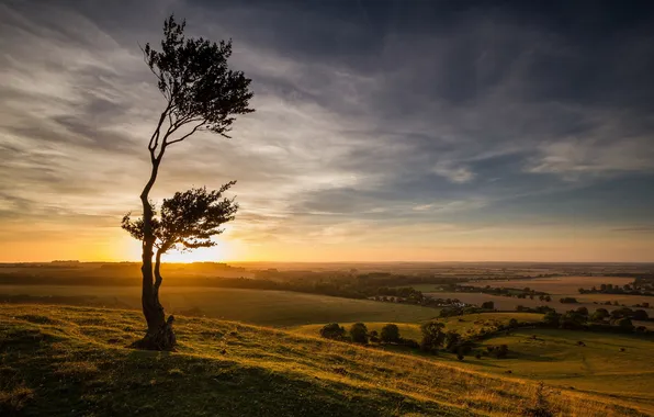 Field, trees, landscape, sunset