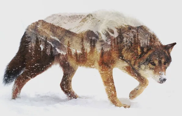 Picture animals, landscape, nature, photo manipulation, double exposure, ..brown wolf