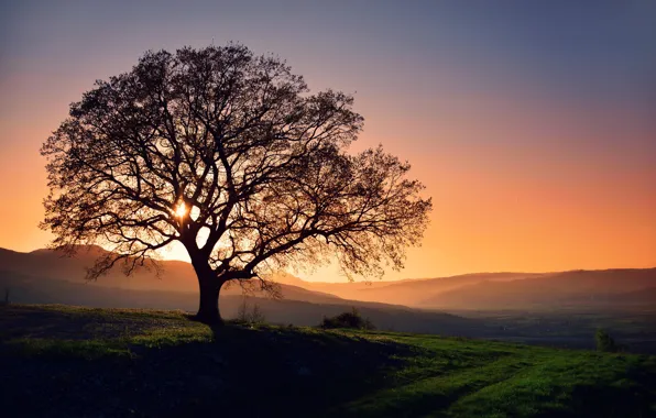 Trees, sunset, mountains