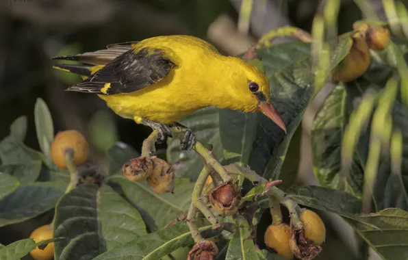 Look, nature, bird, fruit, yellow, DUELL ©