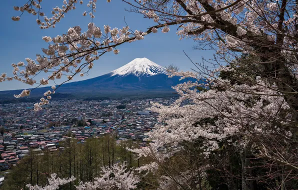 Spring, Japan, Sakura, mount Fuji