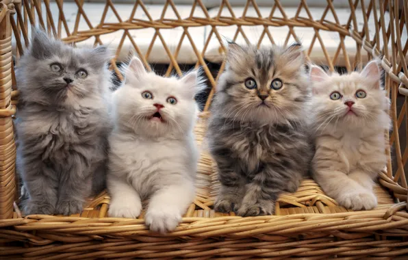 Picture basket, cats, a lot