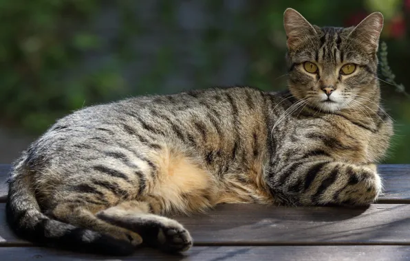 Cat, cat, look, bench, nature, pose, grey, background