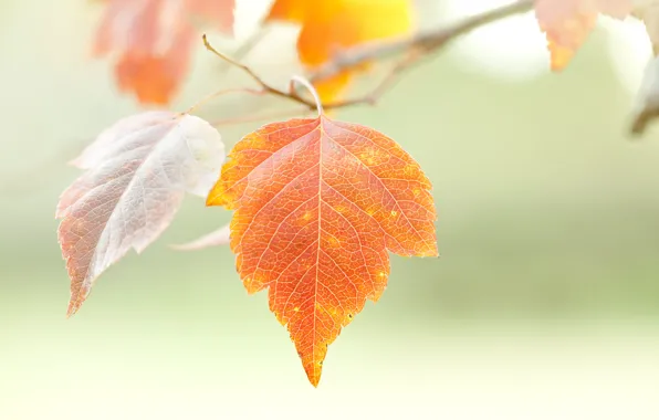 Autumn, nature, sheet, branch