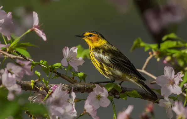 Light, flowers, branches, bird, spring, flowering, yellow, motley