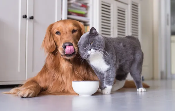 Cat, dog, bowl, Retriever